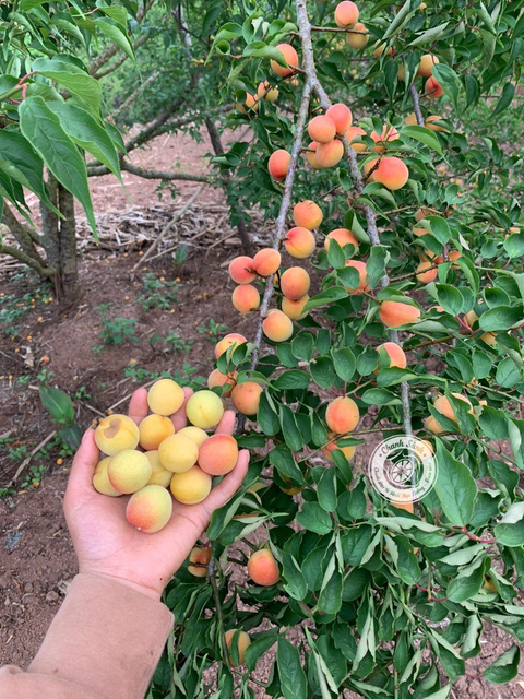 Mơ má đào Mộc Châu